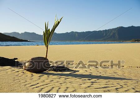 Hawaii, Oahu, Windward, Closeup Of Coconut Sprouting On Sandy Beach, Ocean And Koolau Mountains In Background. View Large Photo Image Stock Photo - Hawaii, Oahu, Windward, Closeup Of Coconut Sprouting On Sandy Beach, Ocean And Koolau Mountains In Background.. Fotosearch