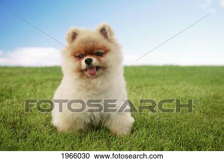 Hawaii, Oahu, Young Pomeranian Puppy Sits In Park. View Large Photo Image Stock Image - Hawaii, Oahu, Young Pomeranian Puppy Sits In Park.. Fotosearch
