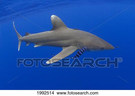 Picture - Hawaii, Oceanic Whitetip Shark (Carcharhinus Longimanus) With Pilot Fish.. Fotosearch