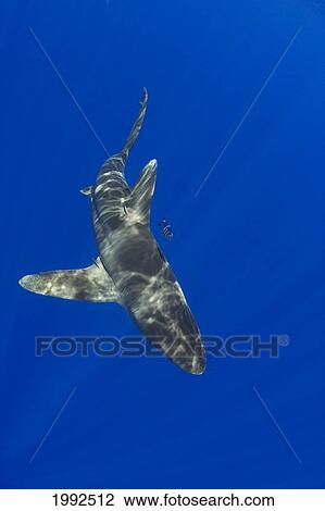 Hawaii, Oceanic Whitetip Shark (Carcharhinus Longimanus) With Pilot Fish. View Large Photo Image Stock Image - Hawaii, Oceanic Whitetip Shark (Carcharhinus Longimanus) With Pilot Fish.. Fotosearch
