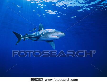 Stock Image - Hawaii, Oceanic Whitetip Shark (Carcharhinus Longimanus) Near Surface B2032. Fotosearch