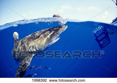 Hawaii, Oceanic Whitetip Shark (Carcharhinus Longimanus) Bites Bait At Surface Over/Under View Large Photo Image Stock Image - Hawaii, Oceanic Whitetip Shark (Carcharhinus Longimanus) Bites Bait At Surface Over/Under. Fotosearch