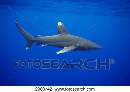 Hawaii, Oceanic Whitetip Shark (Carcharhinus Longimanus) Side View C2044 View Large Photo Image Stock Image - Hawaii, Oceanic Whitetip Shark (Carcharhinus Longimanus) Side View C2044. Fotosearch
