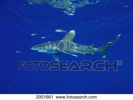 Stock Image - Hawaii, Oceanic Whitetip Shark (Carcharhinus Longimanus) Clear Blue Ocean Near Surface Reflections Fish. Fotosearch