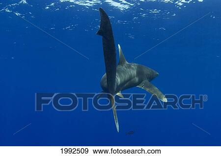 Stock Photo - Hawaii, Oceanic Whitetip Shark (Carcharhinus Longimanus) Viewed From Behind Near The Ocean Surface.. Fotosearch