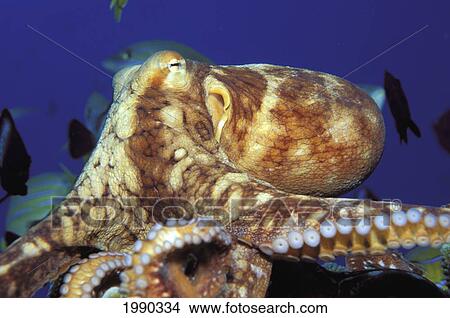 Picture - Hawaii, Octopus Cyanea, Daytime Close-Up. Fotosearch