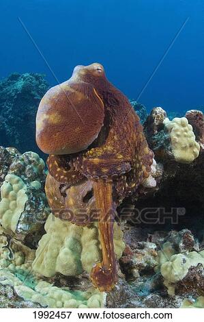 Stock Photo - Hawaii, Octopus Cyanea Diguising Itself As A Part Of The Coral Reef.. Fotosearch