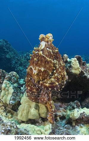 Stock Photograph - Hawaii, Octopus Cyanea Diguising Itself As A Part Of The Coral Reef.. Fotosearch