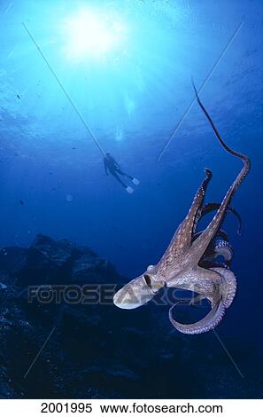 Hawaii, Octopus (Octopus Cyanea) Swims, Diver Silhouetted In Background View Large Photo Image Stock Photography - Hawaii, Octopus (Octopus Cyanea) Swims, Diver Silhouetted In Background. Fotosearch