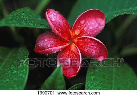 Hawaii, One Single Dark Pink Plumeria Blossom On Tree View Large Photo Image Stock Image - Hawaii, One Single Dark Pink Plumeria Blossom On Tree. Fotosearch