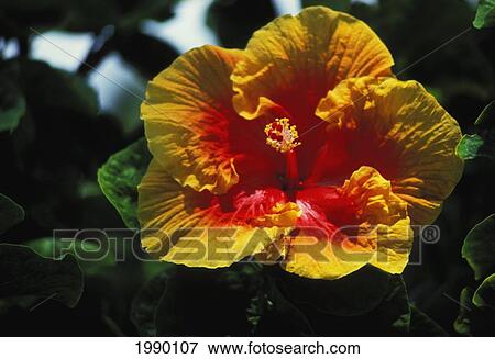 Hawaii, Orange And Yellow Hibiscus View Large Photo Image Stock Photo - Hawaii, Orange And Yellow Hibiscus. Fotosearch