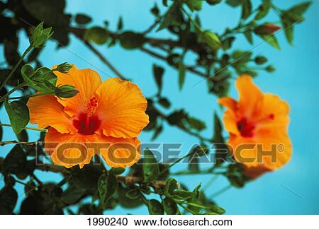 Hawaii, Orange Hibiscus Flowers On Plant View Large Photo Image Stock Image - Hawaii, Orange Hibiscus Flowers On Plant. Fotosearch