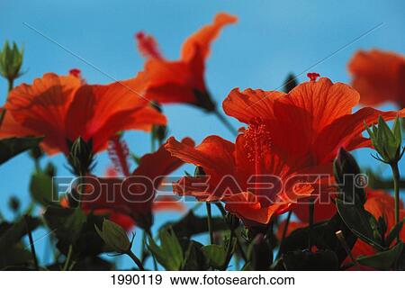 Stock Photo - Hawaii, Orange Hibiscus. Fotosearch