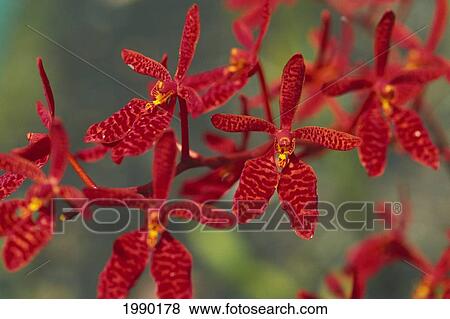 Hawaii, Orange Orchid Cluster Queen Emma View Large Photo Image Stock Photo - Hawaii, Orange Orchid Cluster Queen Emma. Fotosearch