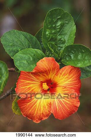 Picture - Hawaii, Orange/Yellow Hibiscus. Fotosearch