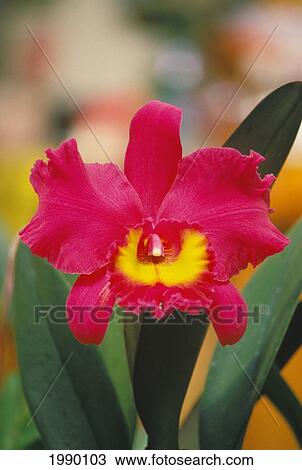 Hawaii, Orchid Cattleva Pink, Yellow Center View Large Photo Image Stock Image - Hawaii, Orchid Cattleva Pink, Yellow Center. Fotosearch