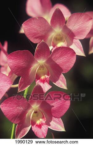Stock Photo - Hawaii, Orchid Flowers. Fotosearch