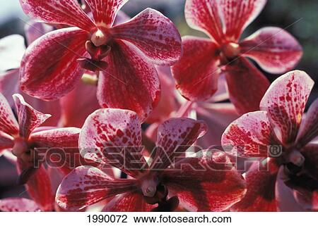 Stock Image - Hawaii, Orchids, Vanda Sanderiana Pink And Maroon. Fotosearch