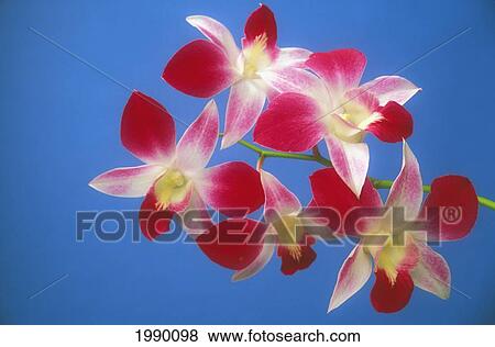 Stock Photo - Hawaii, Orchids With Blue Background. Fotosearch