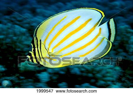 Hawaii, Ornate Butterflyfish (Chaetodon Ornatissimus) Close-Up Side View C1930 View Large Photo Image Stock Photo - Hawaii, Ornate Butterflyfish (Chaetodon Ornatissimus) Close-Up Side View C1930. Fotosearch