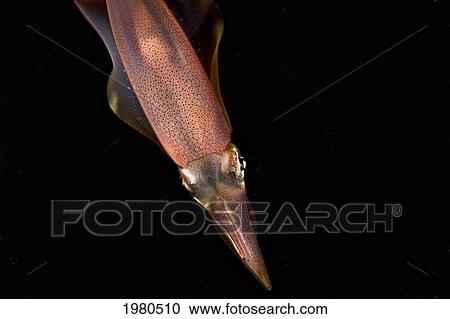 Stock Image - Hawaii, Oval Squid (Sepioteuthis Lessoniana) Swimming Through Black Water At Night, View From Above.. Fotosearch