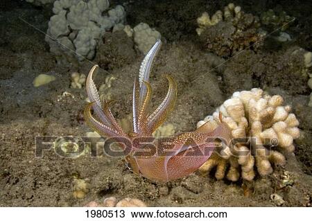Hawaii, Oval Squid (Sepioteuthis Lessoniana) Floating Just Above Coral Reef. View Large Photo Image Stock Image - Hawaii, Oval Squid (Sepioteuthis Lessoniana) Floating Just Above Coral Reef.. Fotosearch