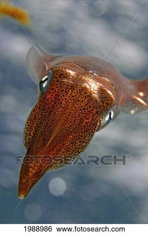 Hawaii, Oval Squid (Sepioteuthis Lessoniana), Closeup Of Head Area. View Large Photo Image Stock Photograph - Hawaii, Oval Squid (Sepioteuthis Lessoniana), Closeup Of Head Area.. Fotosearch