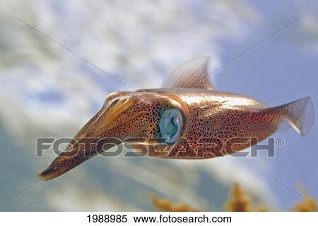 Hawaii, Oval Squid (Sepioteuthis Lessoniana) Swimming Forward. View Large Photo Image Stock Photography - Hawaii, Oval Squid (Sepioteuthis Lessoniana) Swimming Forward.. Fotosearch