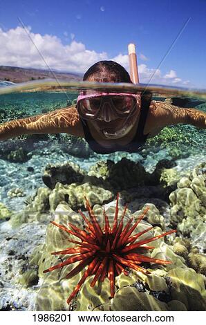 Hawaii, Over/Under View Of Snorkeler With Pencil Urchin, Coral Reef And Clear Turquoise Water. View Large Photo Image Stock Image - Hawaii, Over/Under View Of Snorkeler With Pencil Urchin, Coral Reef And Clear Turquoise Water.. Fotosearch