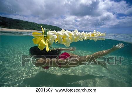 Hawaii, Over/Under View Woman Swimming Near Sandy Bottom, Plumeria Lei Surface View Large Photo Image Stock Photo - Hawaii, Over/Under View Woman Swimming Near Sandy Bottom, Plumeria Lei Surface. Fotosearch