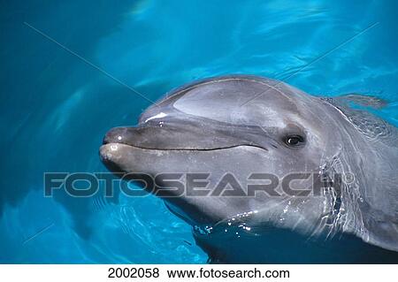 Hawaii, Pacific Bottlenose Dolphin (Tursiops Gilli) Close-Up Of Face, Turquoise Water View Large Photo Image Stock Photo - Hawaii, Pacific Bottlenose Dolphin (Tursiops Gilli) Close-Up Of Face, Turquoise Water. Fotosearch