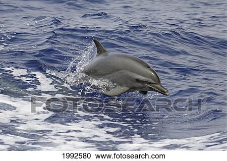 Hawaii, Pacific Spotted Dolphin (Stenella Attenuata) Swimming At The Surface View Large Photo Image Stock Image - Hawaii, Pacific Spotted Dolphin (Stenella Attenuata) Swimming At The Surface. Fotosearch