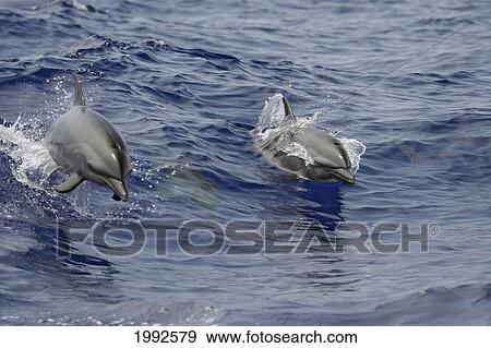 Hawaii, Pacific Spotted Dolphins (Stenella Attenuata) Swimming At The Surface View Large Photo Image Stock Photo - Hawaii, Pacific Spotted Dolphins (Stenella Attenuata) Swimming At The Surface. Fotosearch