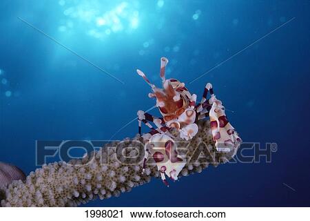 Stock Image - Hawaii, Painted Harlequin Prawn With Sun Shining Through Surface Of Water A89K. Fotosearch