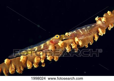 Picture - Hawaii, Pair Of Gobies On Wire Coral Black Background (Bryaninops Yongei) A83B. Fotosearch