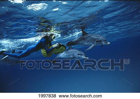 Stock Photo - Hawaii, Pair Of Spotted Dolphins With Snorkeler Riding Underwater Scooter At Surface A92A. Fotosearch