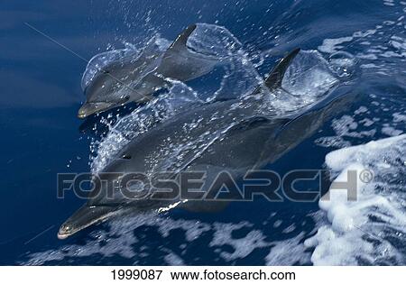 Stock Photo - Hawaii, Pair Pacific Spotted Dolphin At Ocean Surface, Action (Stenella) B1894. Fotosearch