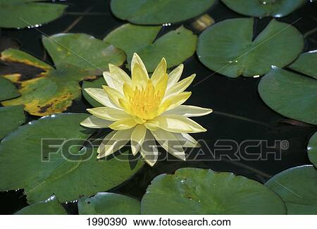 Hawaii, Pale Yellow Water Lily, Single Flower In Pond View Large Photo Image Stock Image - Hawaii, Pale Yellow Water Lily, Single Flower In Pond. Fotosearch