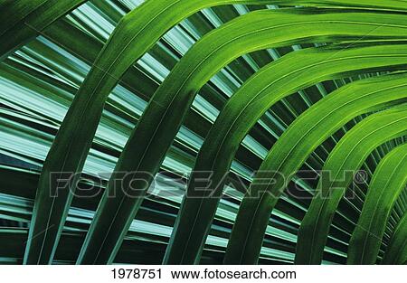 Stock Image - Hawaii, Palm Frond Close-Up In Tropical Botanical Gardens.. Fotosearch