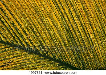 Hawaii, Palm Frond Yellow Detail, Tropical Botanical Gardens A25G View Large Photo Image Stock Image - Hawaii, Palm Frond Yellow Detail, Tropical Botanical Gardens A25G. Fotosearch