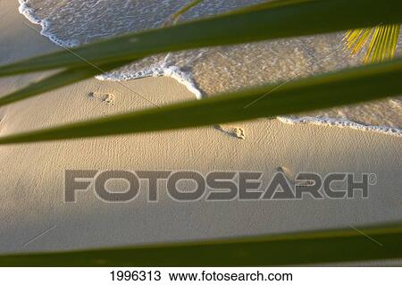 Hawaii, Palm Leaves, Footprints On Beach Next To Shoreline, Warm Soft Light View Large Photo Image Stock Image - Hawaii, Palm Leaves, Footprints On Beach Next To Shoreline, Warm Soft Light. Fotosearch