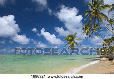 Stock Image - Hawaii, Palm Tree Leaning Over Beach, Polarized Sky, Turquoise Ocean.. Fotosearch