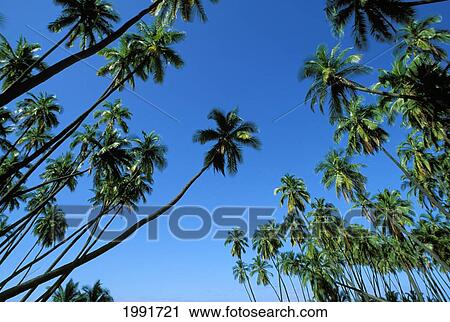 Hawaii, Palm Tree Tops Against Blue Sky. View Large Photo Image Stock Image - Hawaii, Palm Tree Tops Against Blue Sky.. Fotosearch