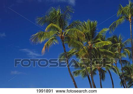 Hawaii, Palm Tree Tops Against Blue Sky. View Large Photo Image Stock Image - Hawaii, Palm Tree Tops Against Blue Sky.. Fotosearch