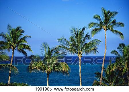 Hawaii, Palm Tree Tops Against Blue Sky And Ocean. View Large Photo Image Stock Photography - Hawaii, Palm Tree Tops Against Blue Sky And Ocean.. Fotosearch
