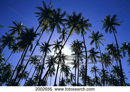 Hawaii, Palm Tree Tops Against Sunburst, Blue Sky View Large Photo Image Stock Photograph - Hawaii, Palm Tree Tops Against Sunburst, Blue Sky. Fotosearch