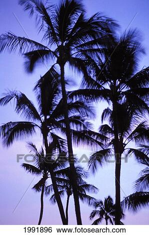 Stock Photograph - Hawaii, Palm Tree Tops Silhouetted Against Pastel Sunset.. Fotosearch