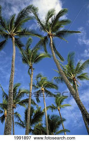 Stock Photo - Hawaii, Palm Trees Against Blue Sky And Clouds.. Fotosearch