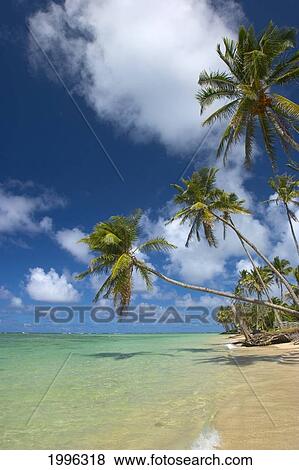 Stock Photo - Hawaii, Palm Trees Lean Over Beach, Calm Turquoise Ocean, Dramatic Sky.. Fotosearch