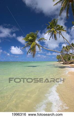 Hawaii, Palm Trees Leaning Over Beach, Dramatic Sky, Warm Turquoise Ocean View Large Photo Image Stock Photograph - Hawaii, Palm Trees Leaning Over Beach, Dramatic Sky, Warm Turquoise Ocean. Fotosearch